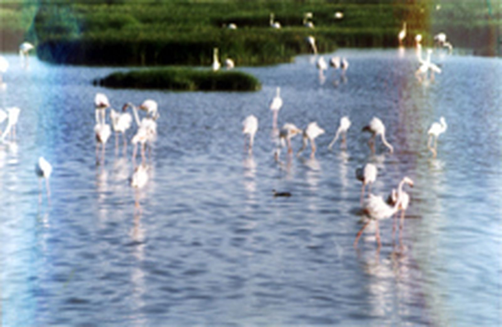 Doñana en bicicleta