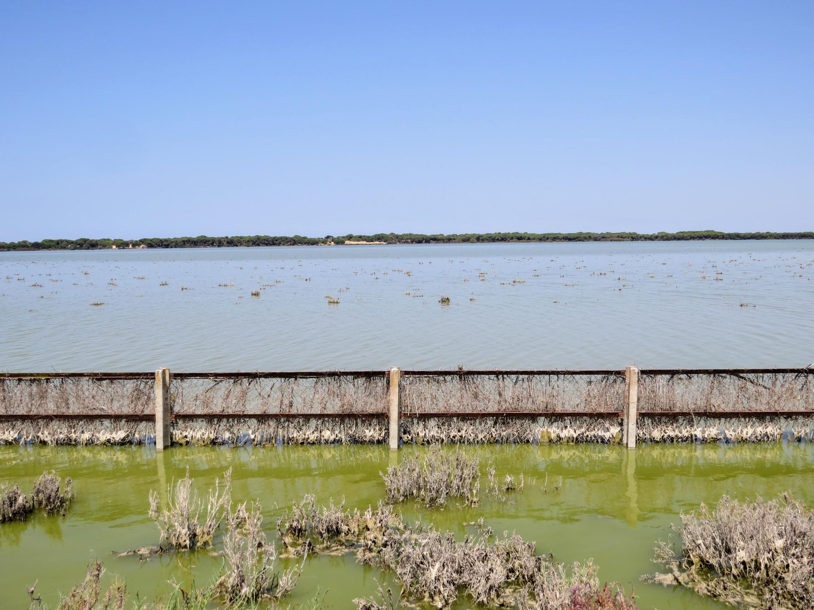 Marismas de Doñana.