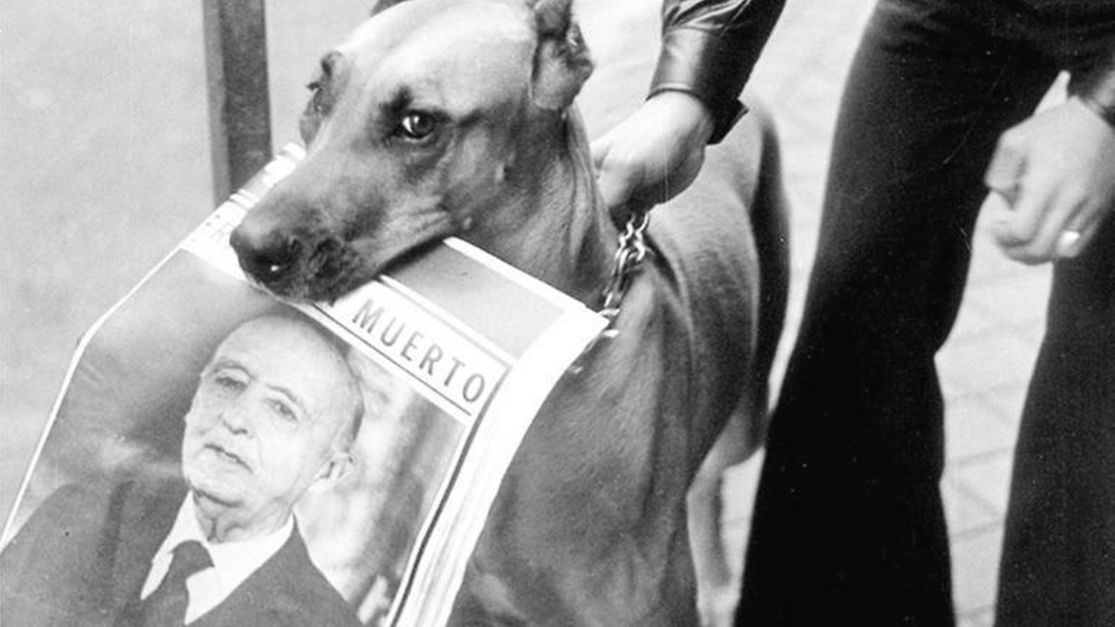 Un perro carga con un ejemplar del 'Ya' con la noticia de la muerte de Franco.