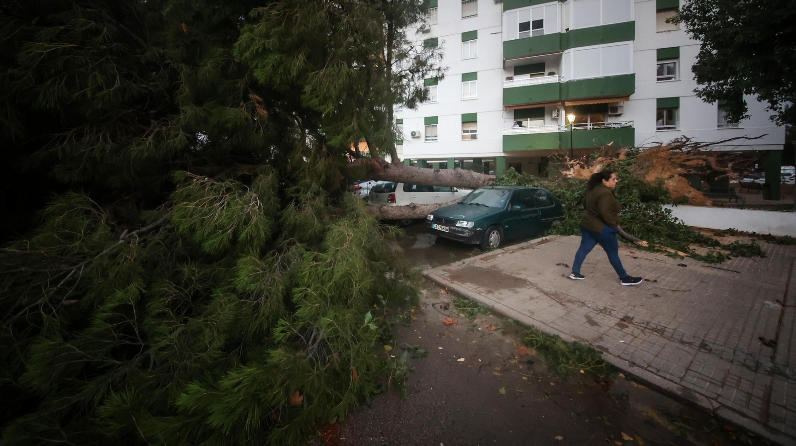 Caos en Jerez por los destrozos del temporal de viento