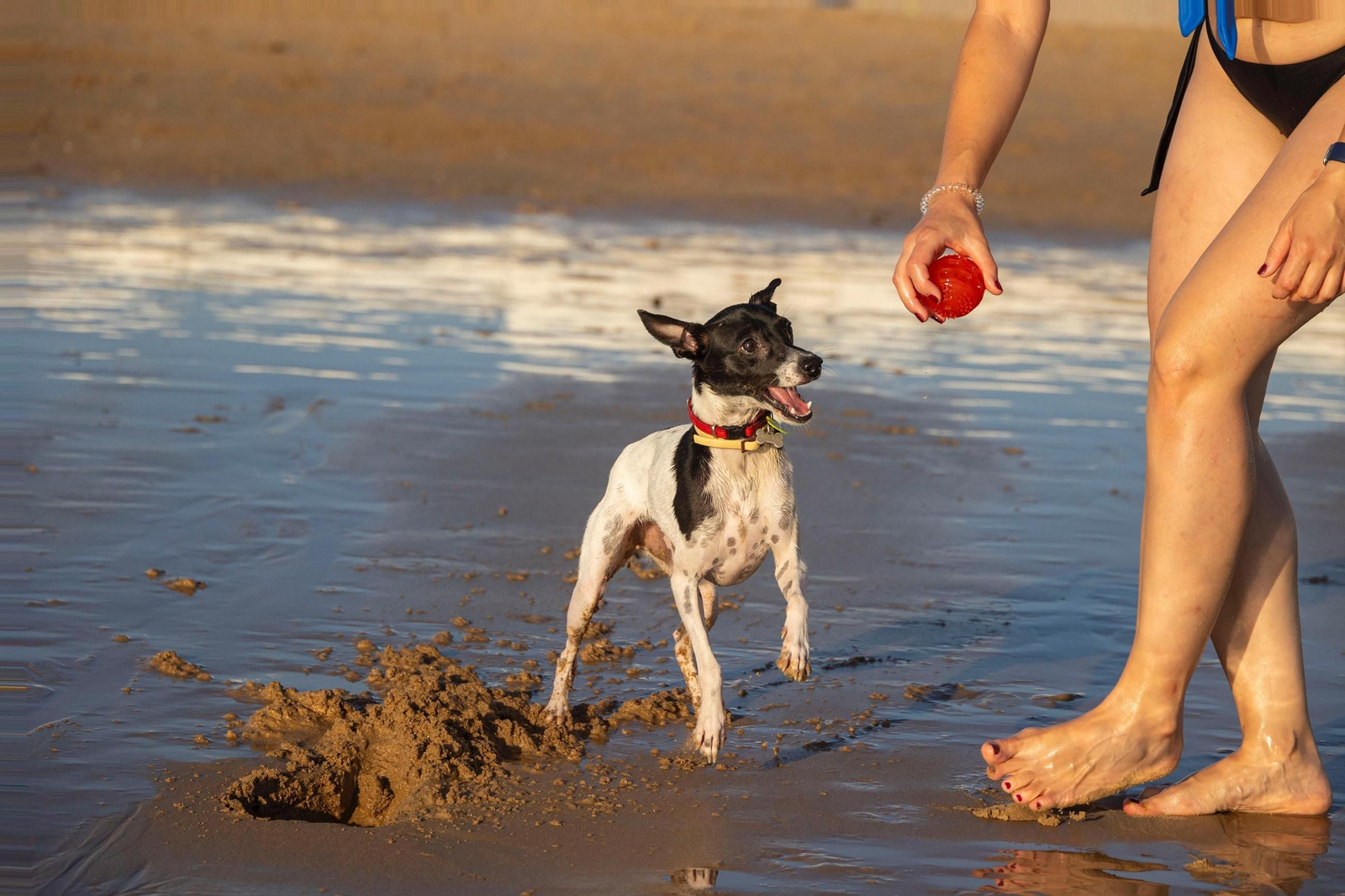Así disfrutan los perros y sus dueños en la playa canina de Cádiz