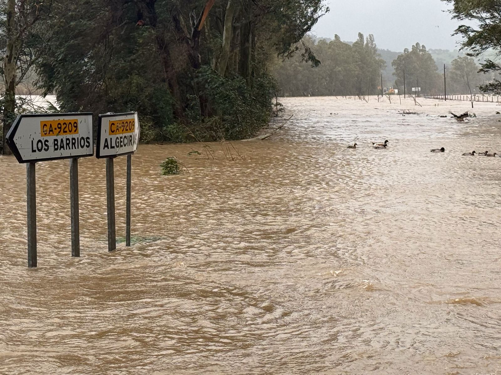 Fotos: Así amaneció el Campo de Gibraltar tras el paso de la borrasca Leonardo
