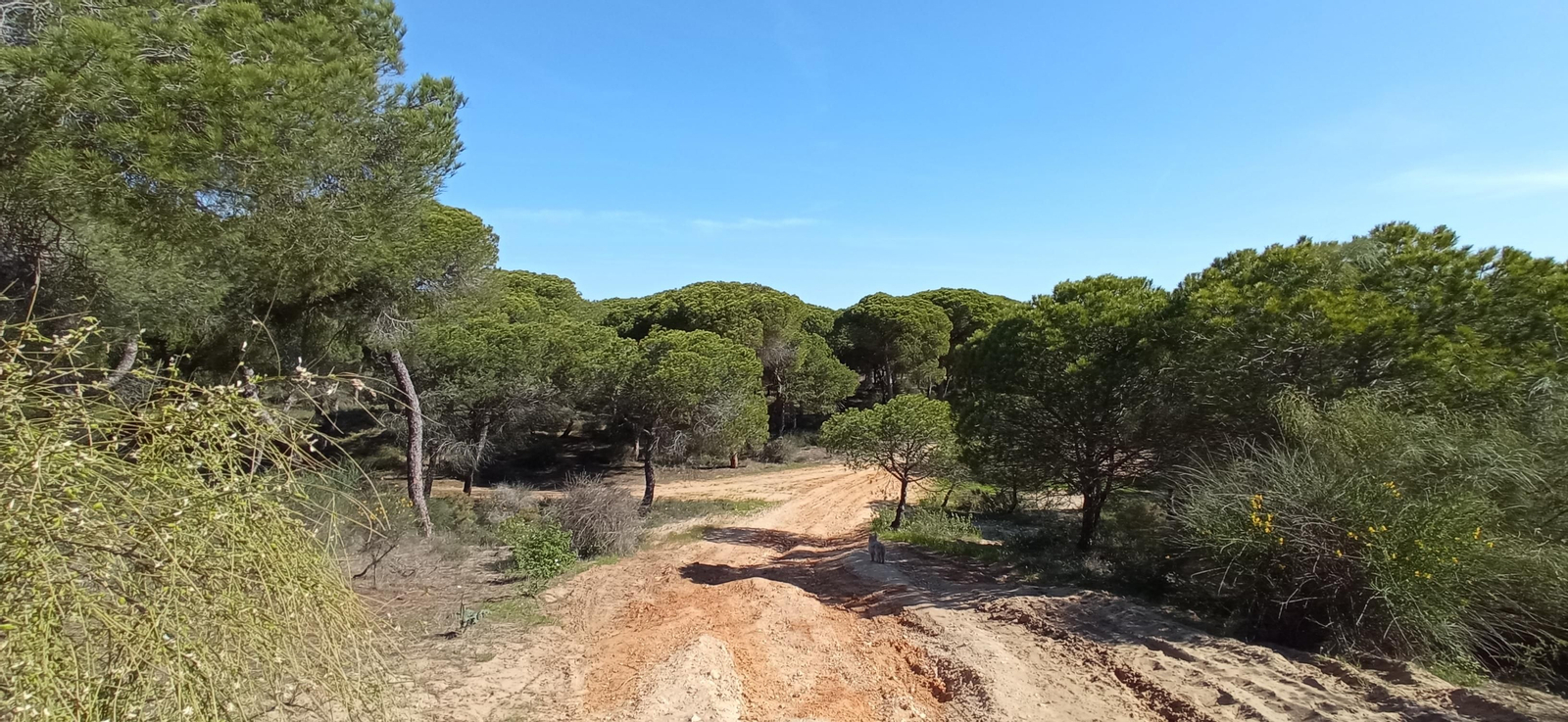 Las imágenes de la ruta de las salinas del Astur y los pinares de Punta Umbría