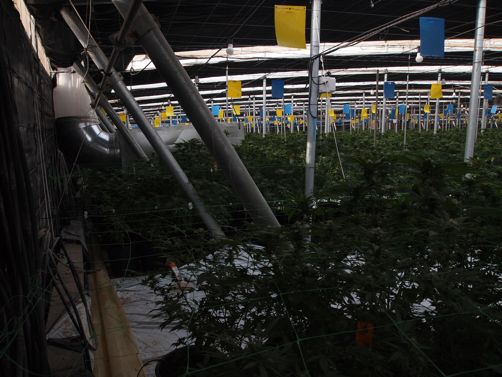 Viaje al interior de los invernaderos de última generación para el cultivo del cáñamo