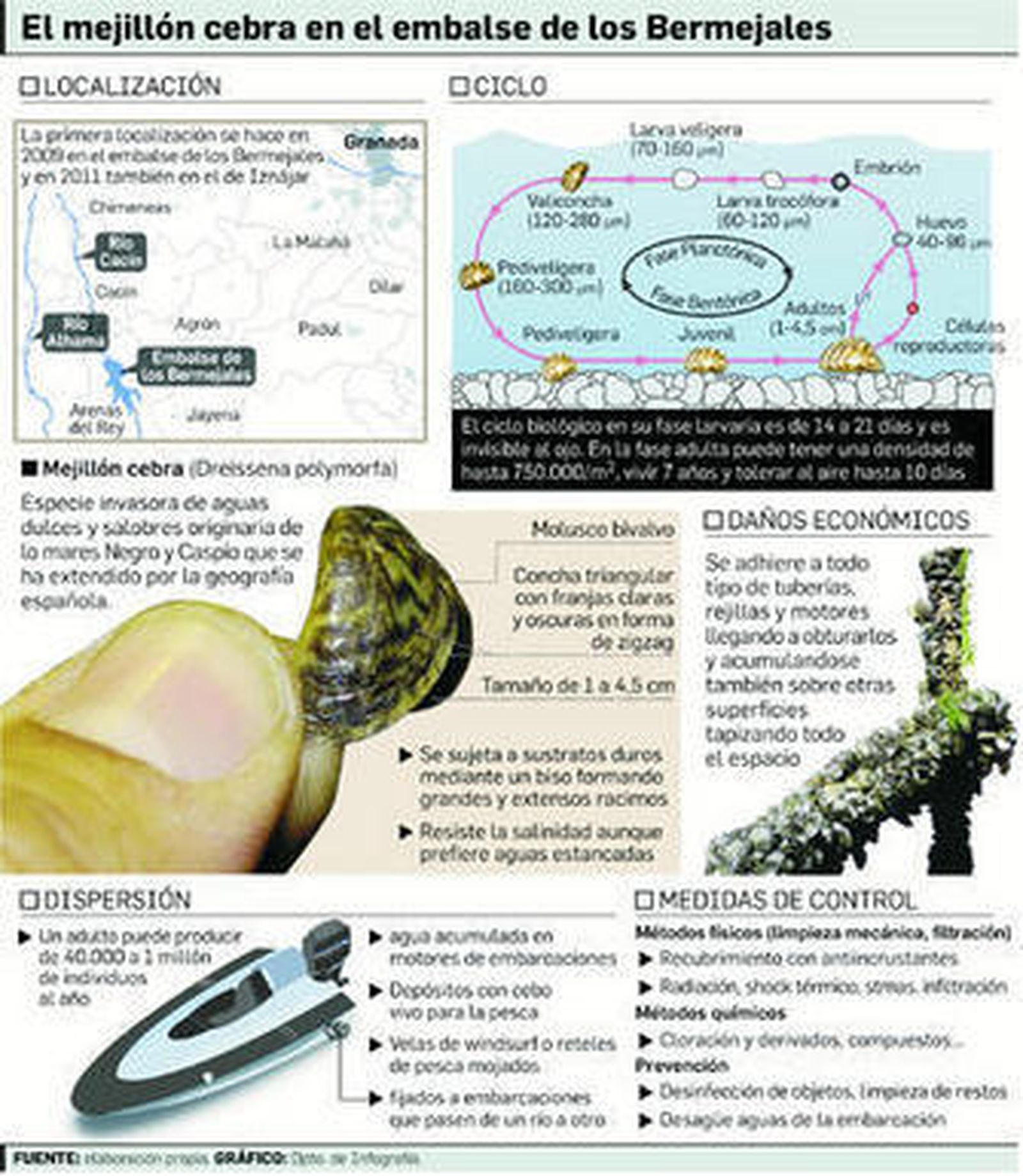 Nanotecnología y desinfectante para controlar la plaga de mejillón cebra