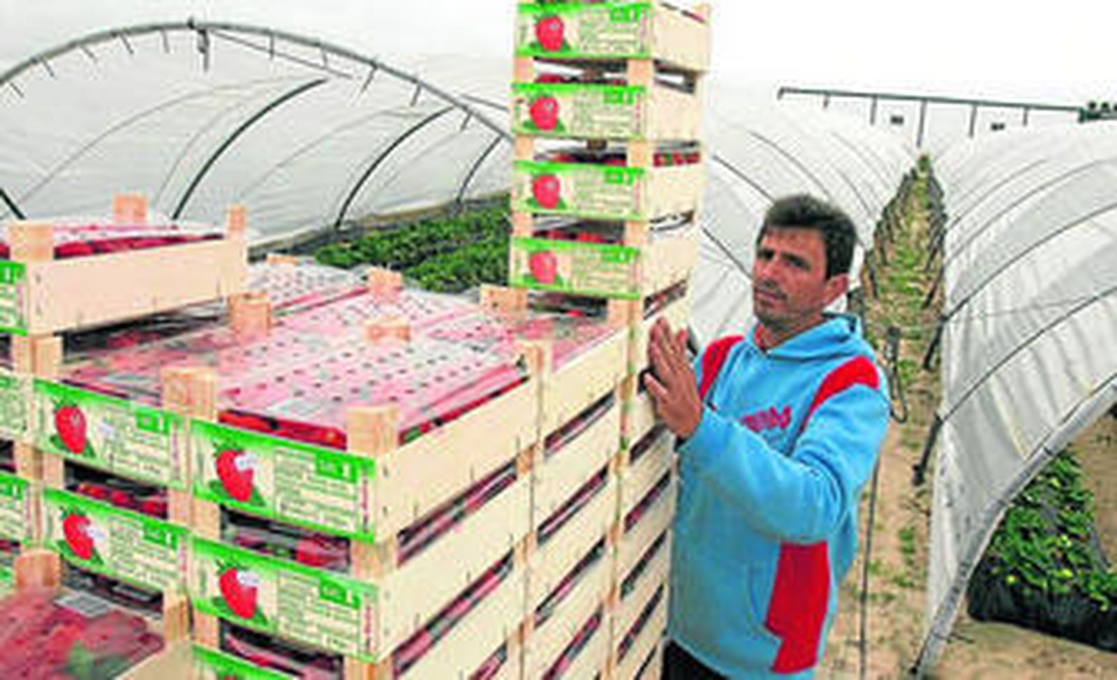 Un trabajador apila las cajas de fresa recogidas en una finca de la zona de Doñana.