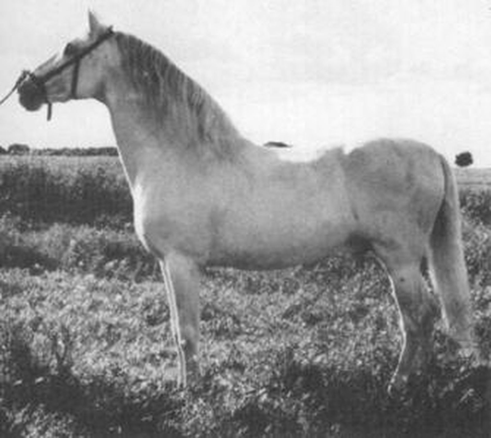 Una imagen del caballo 'Bilbaíno III'.