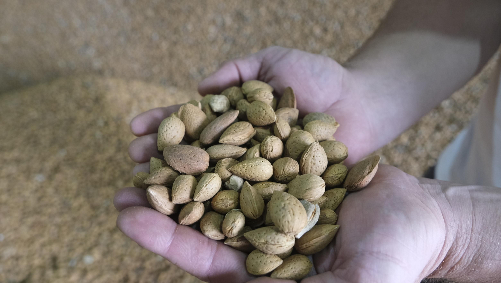 Imágenes de la almendra ecológica de Chirivel