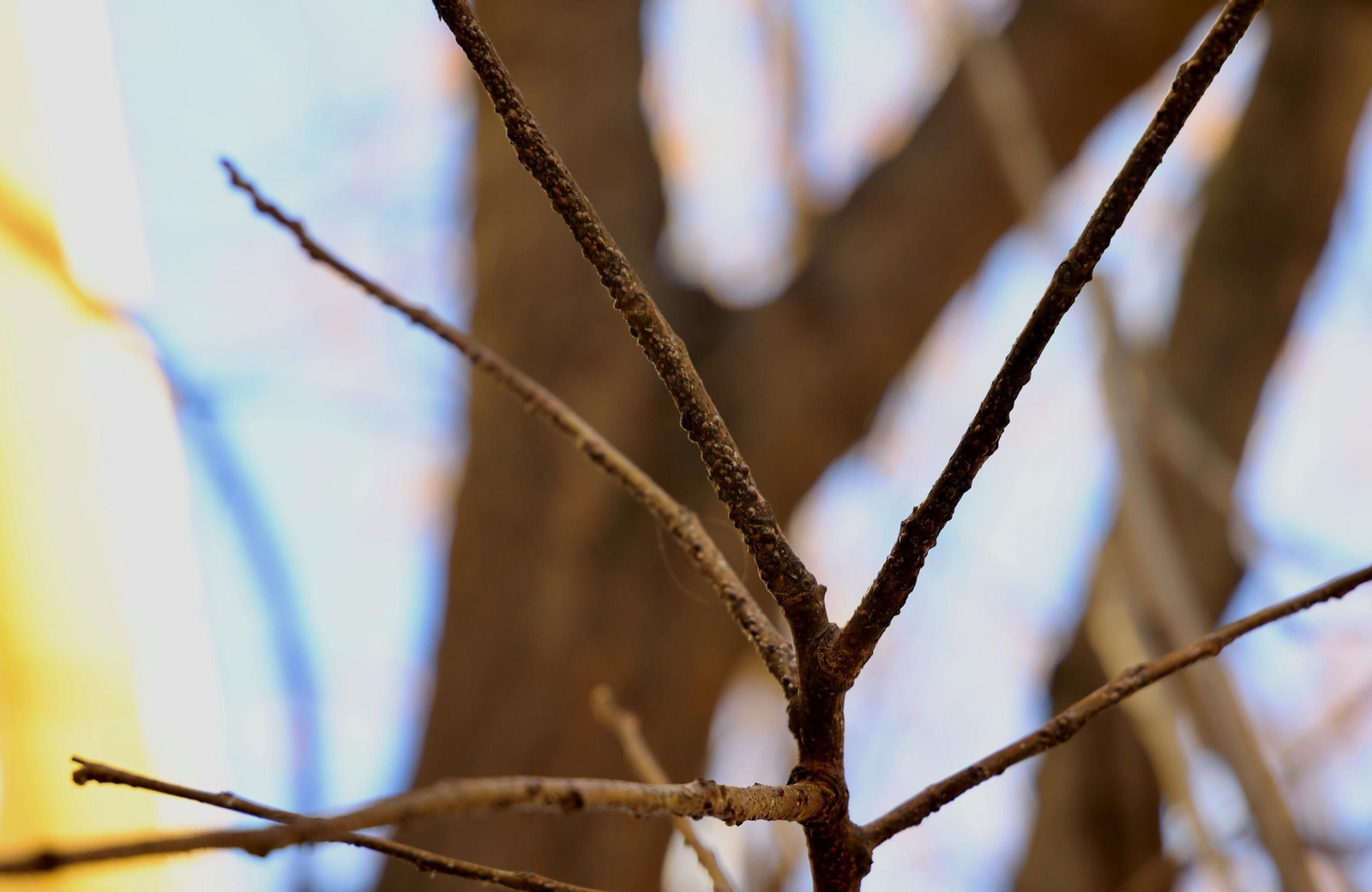 Ramas de un árbol de la calle Virgen de Todos los Santos, plagadas de Parasaisseitia