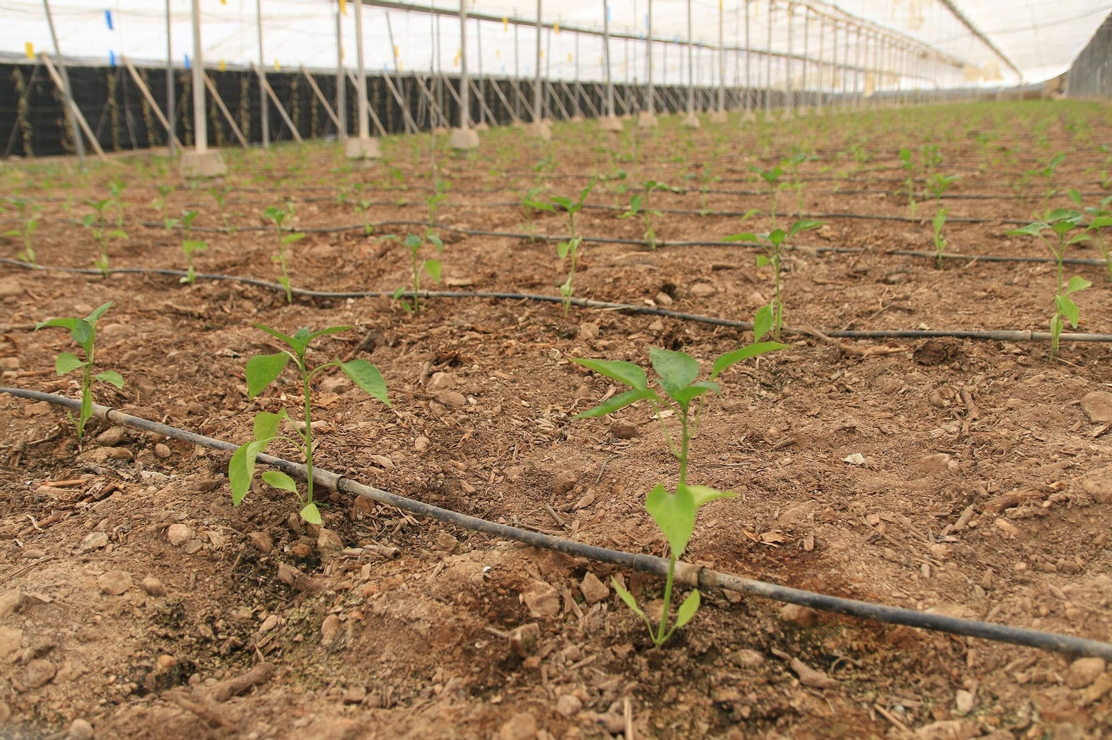 Vea los famosos pimientos tempranos de los campos de Dalías
