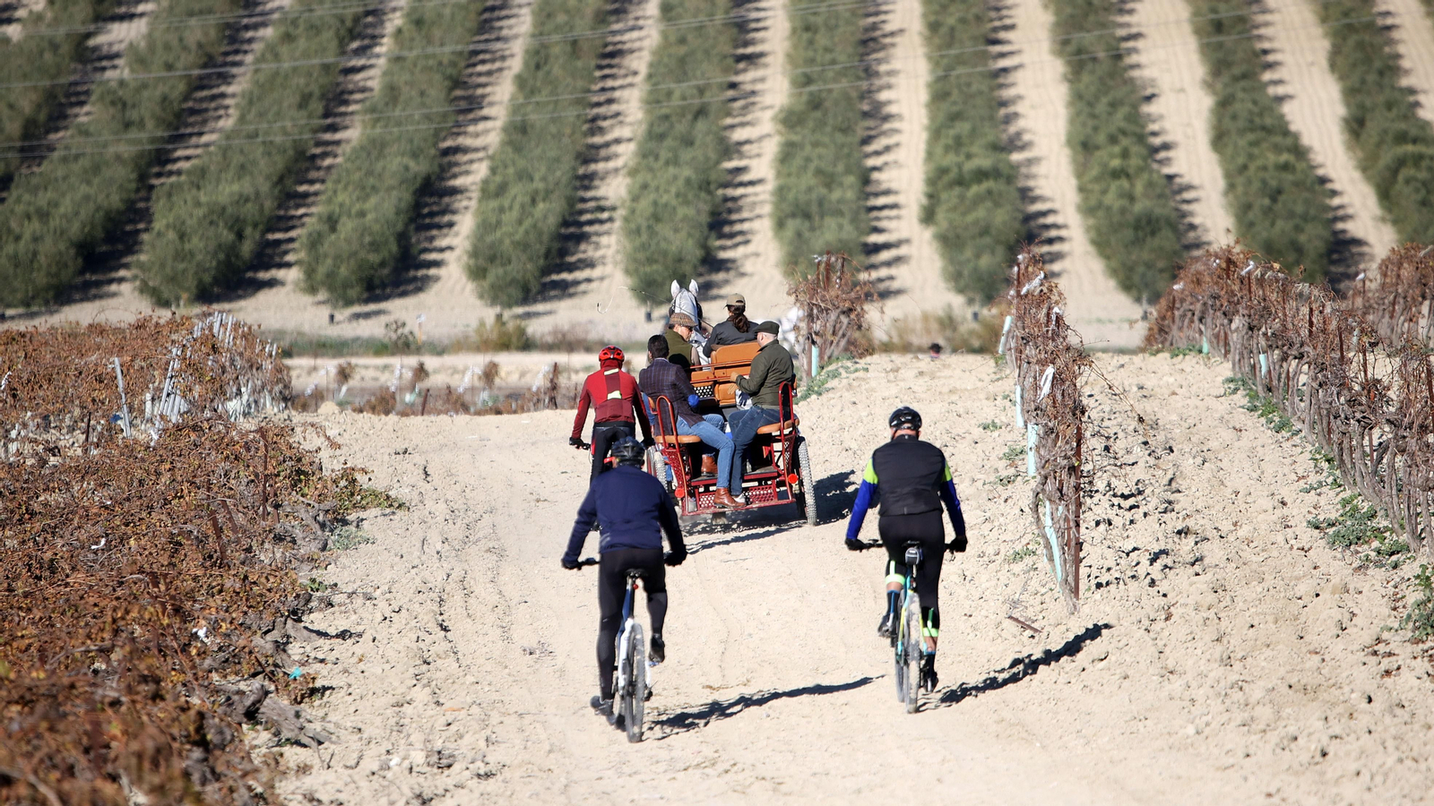 II Ruta Viñas de Jerez