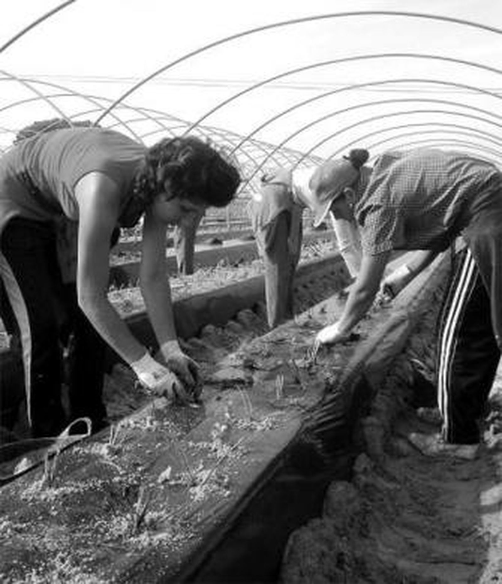 Un grupo de temporeras en una explotación agrícola.