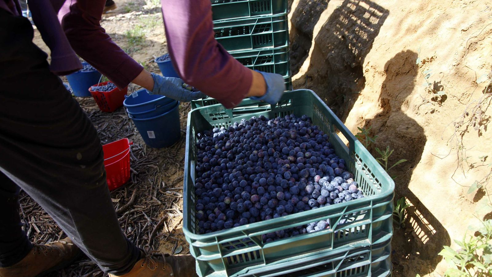 Canasta de arándanos recién recolectados.