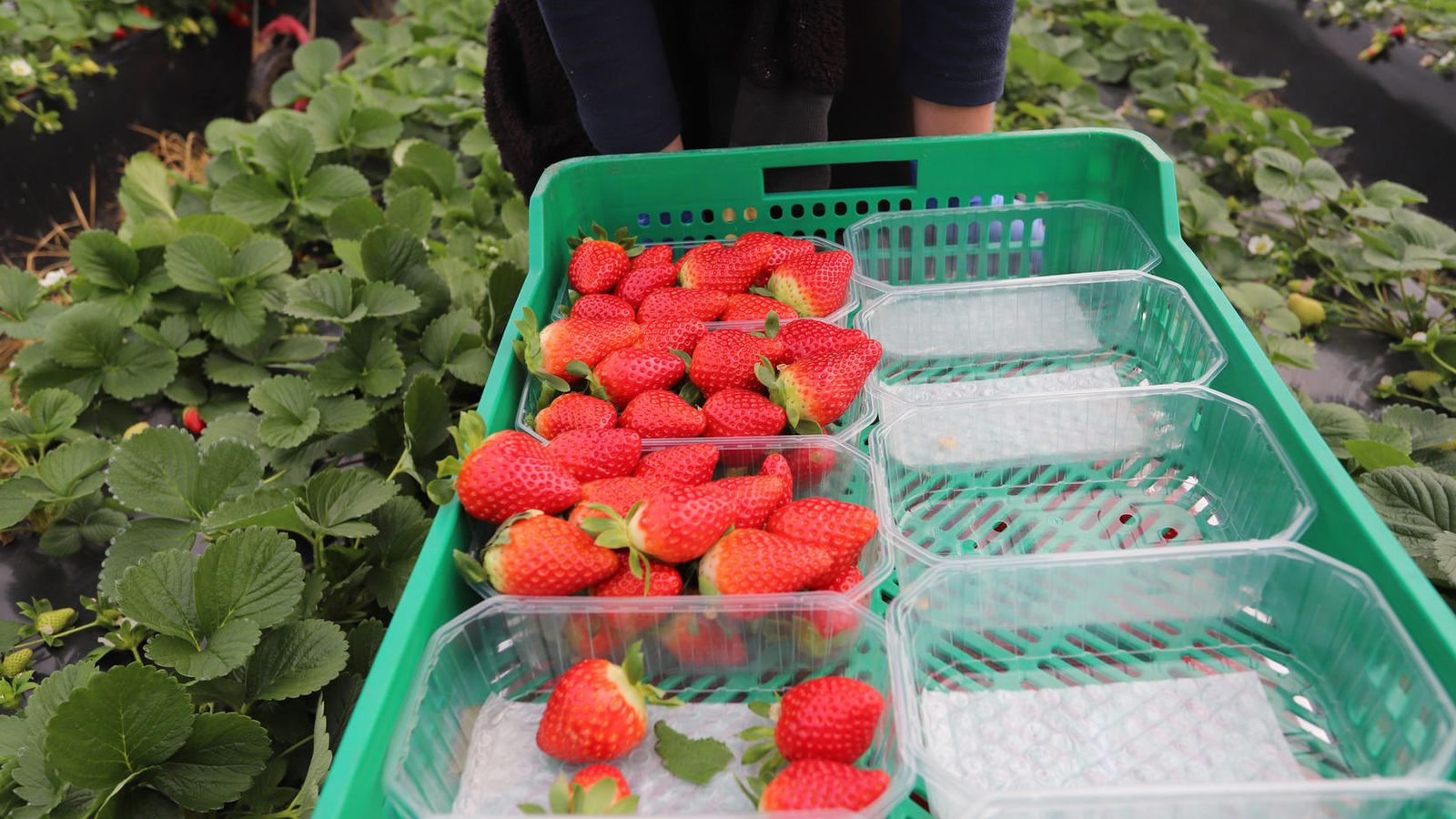 La fresa recién recogida se coloca en tarrinas.