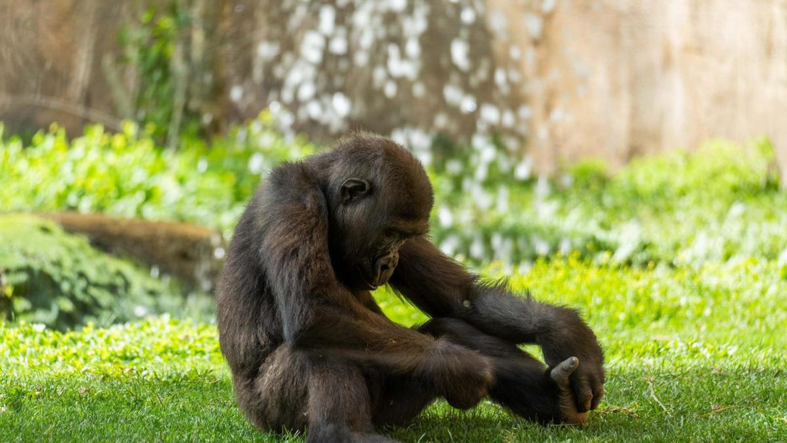 Ekan gorila occidental llanura pequeño Bioparc Fuengirola