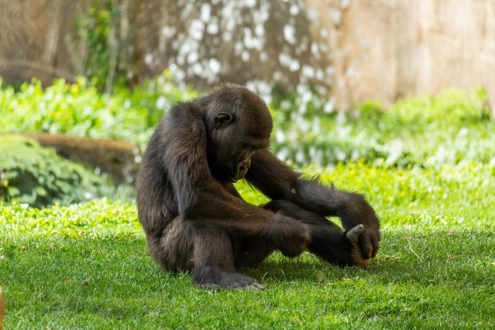 Ekan gorila occidental llanura pequeño Bioparc Fuengirola Ekan gorila occidental llanura pequeño Bioparc Fuengirola