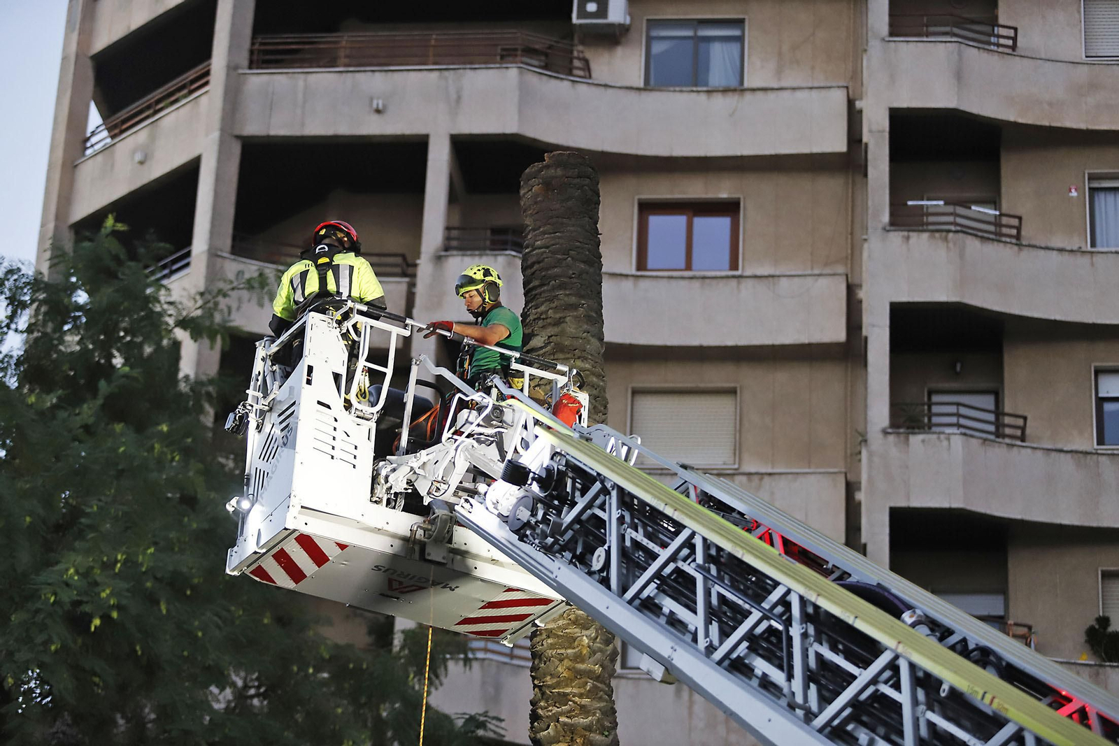 Imágenes de la tala de la emblemática Palmera de Huelva