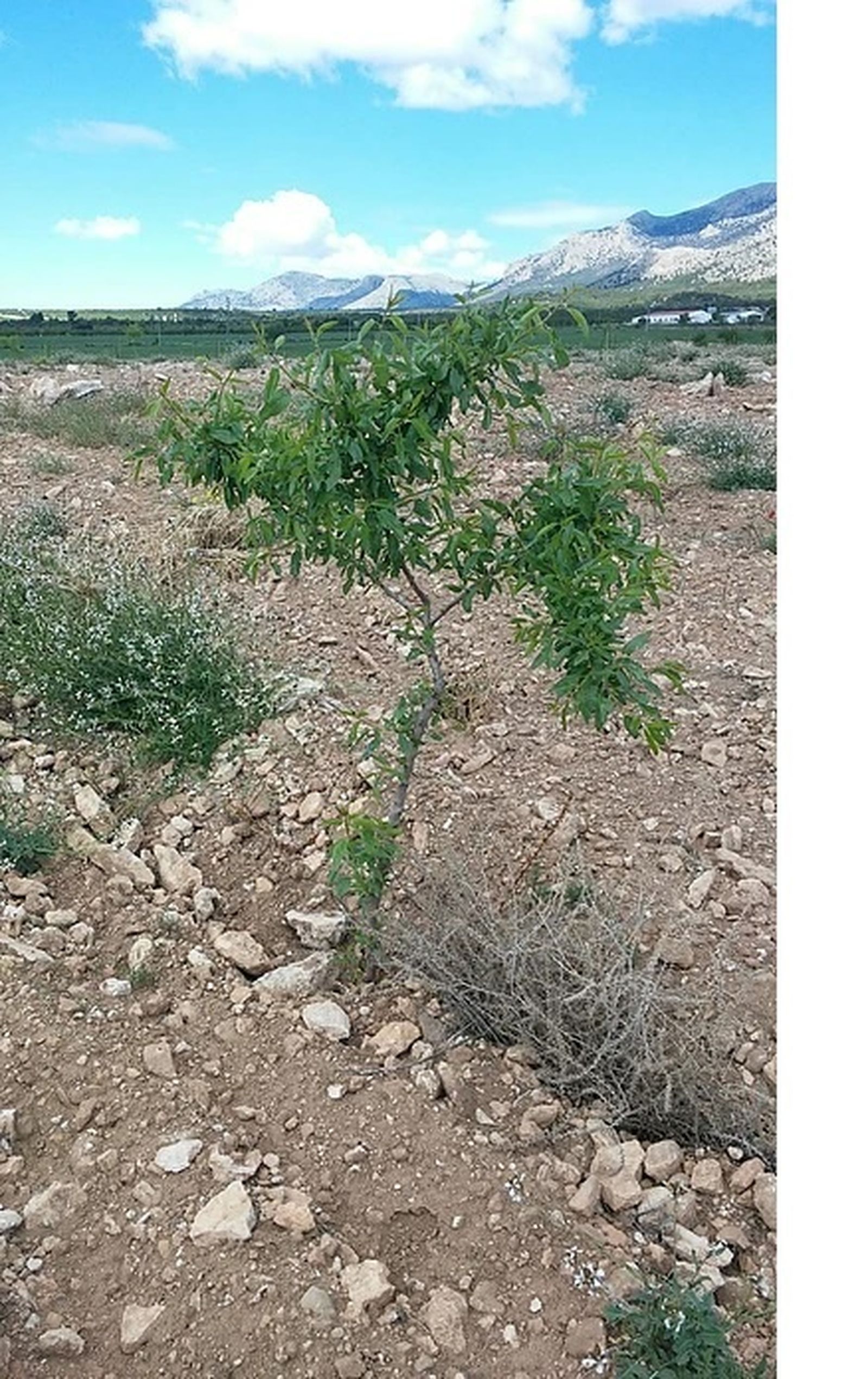 Las plantaciones se han realizado en suelos con distintas características para conocer el éxito en diversas situaciones.