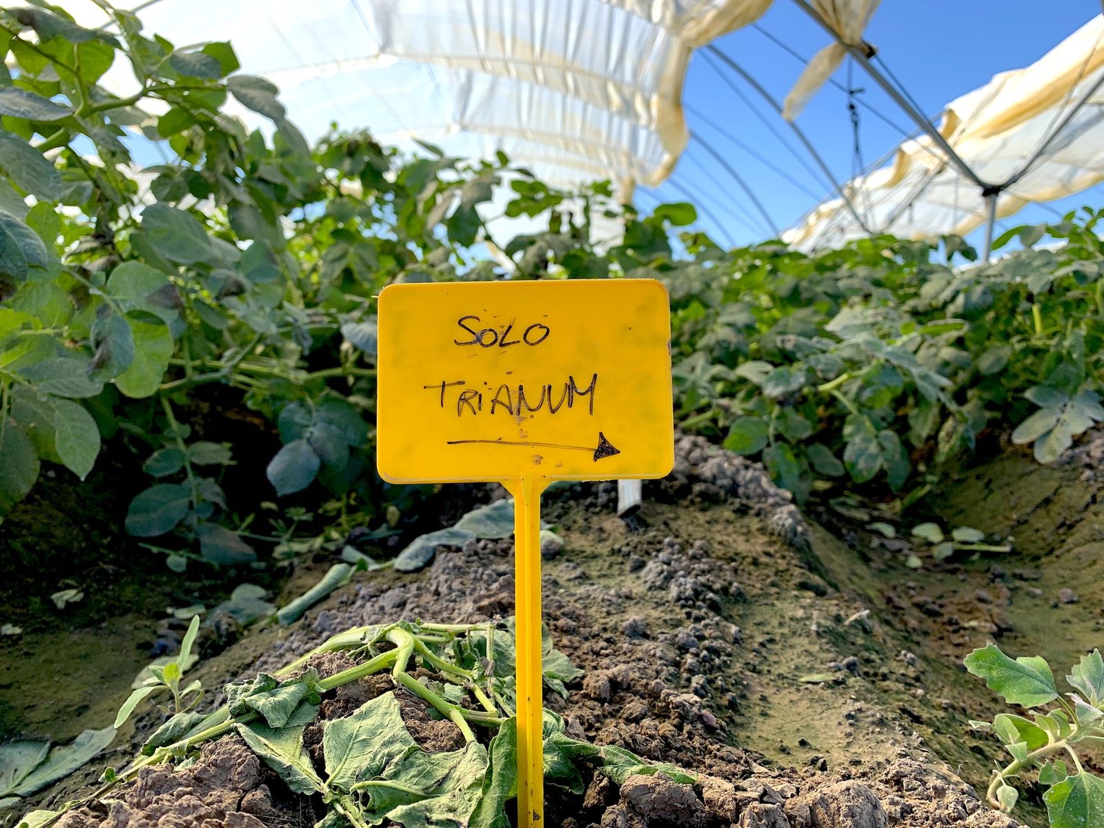 Identificador del uso de Trianum® en un cultivo de patata en Sevilla.