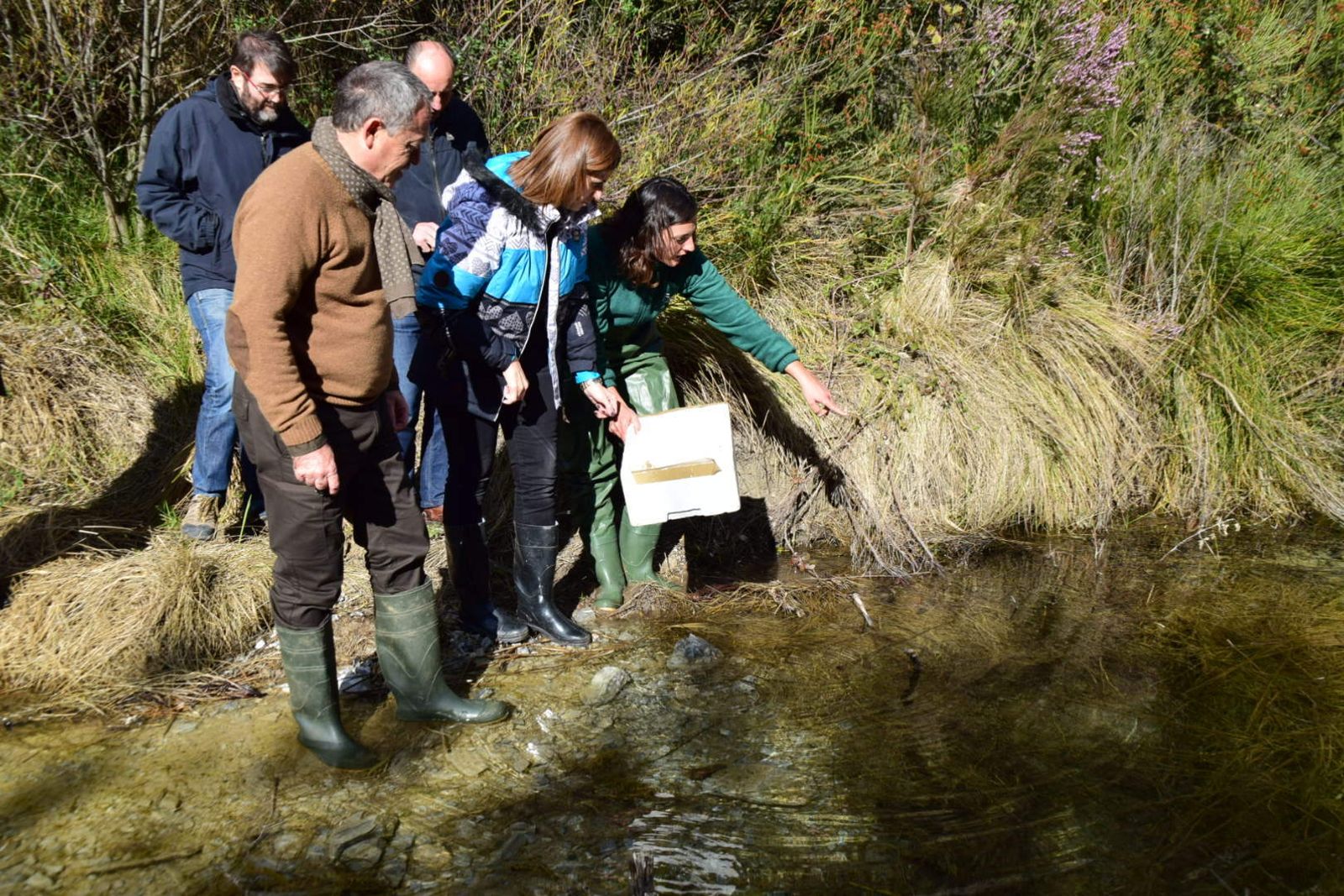 Ayer se soltaron 400 ejemplares de cangrejo autóctono.