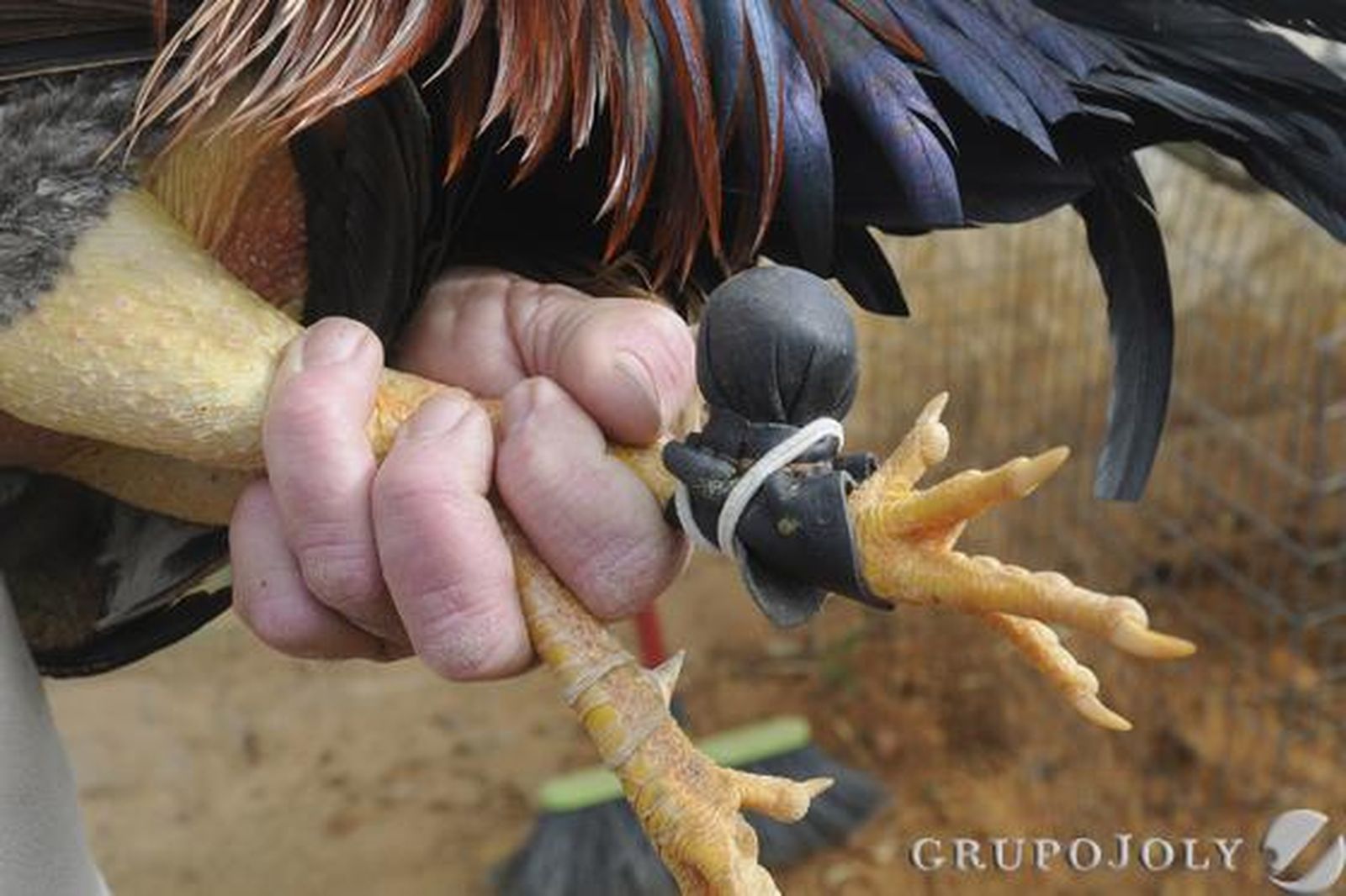 Bolillos o guantes cubren los espolones del gallo 'Juanillo', en Puerto Real.

Foto: Borja Benjumeda