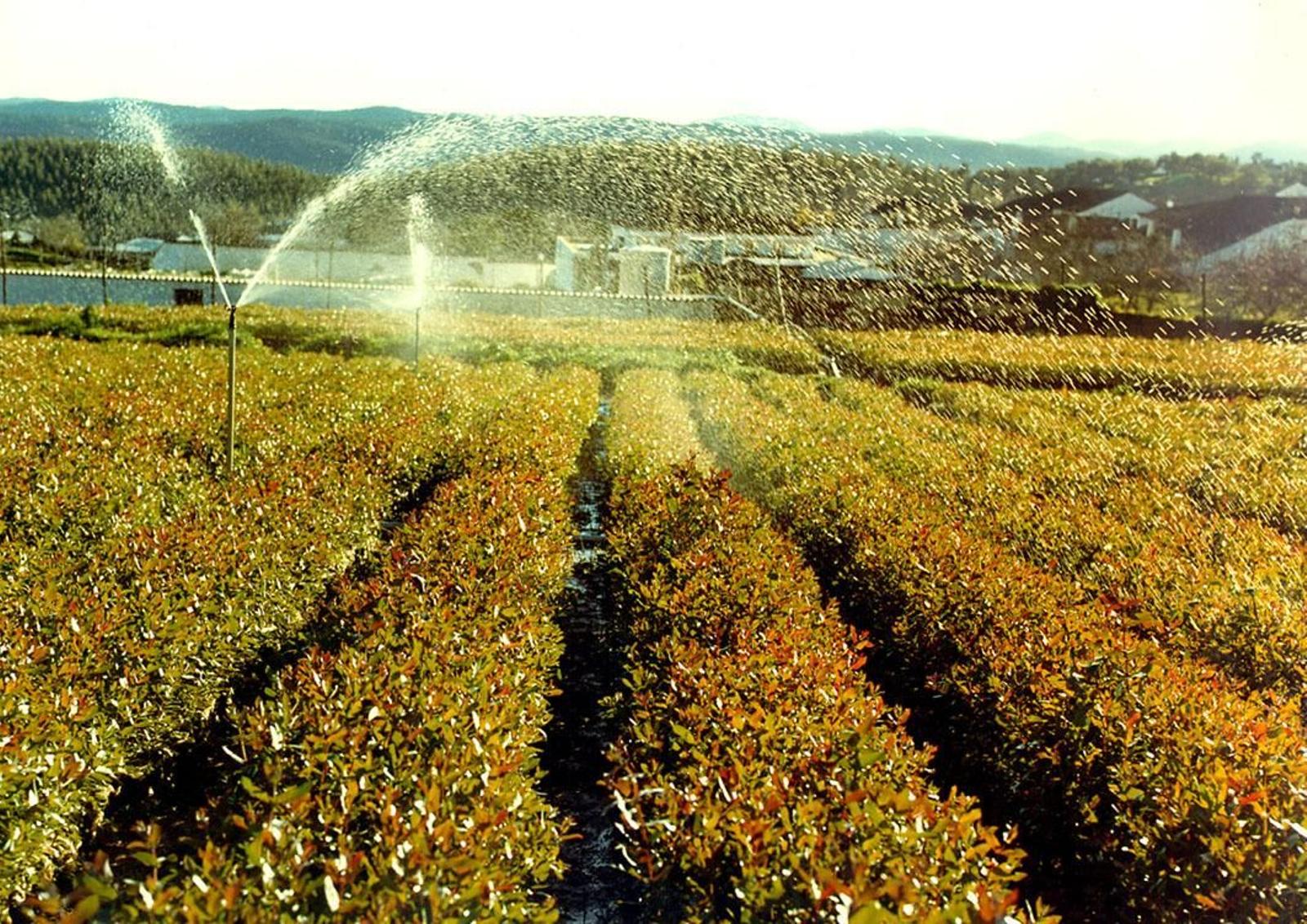 Un campo de cultivo, siendo regado por un sistema de regadío, Valle del Guadalquivir. Un campo de cultivo, siendo regado por un sistema de regadío, Valle del Guadalquivir.