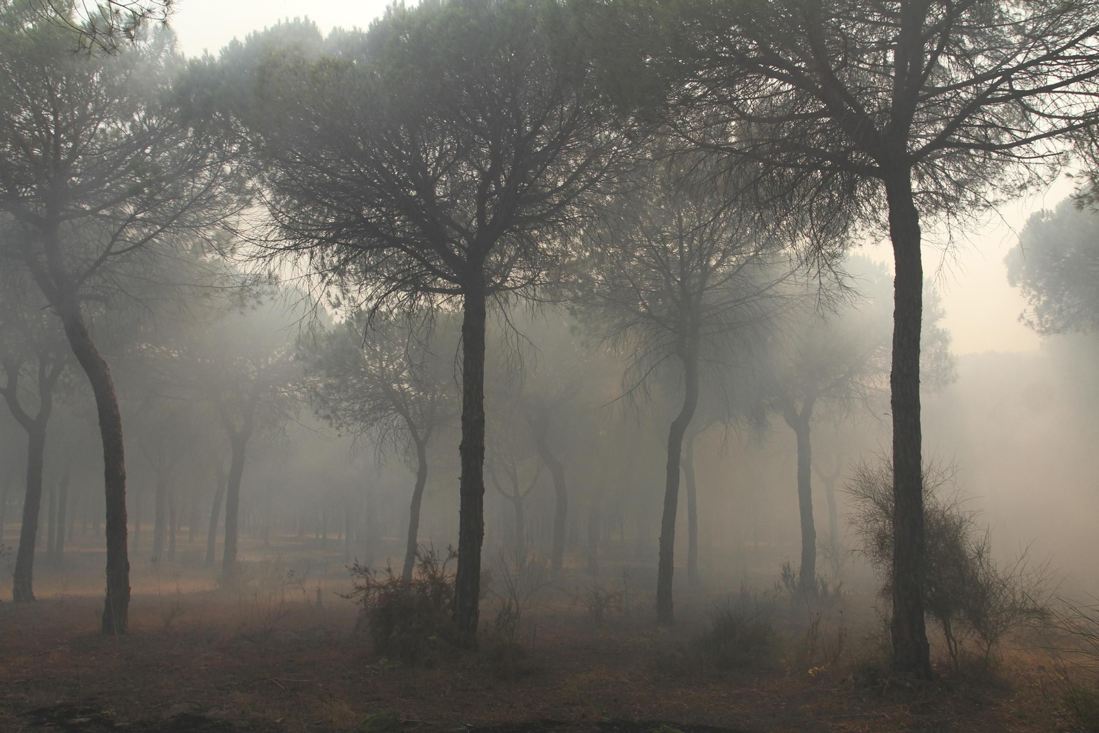 Las imágenes del incendio en Moguer y Mazagón