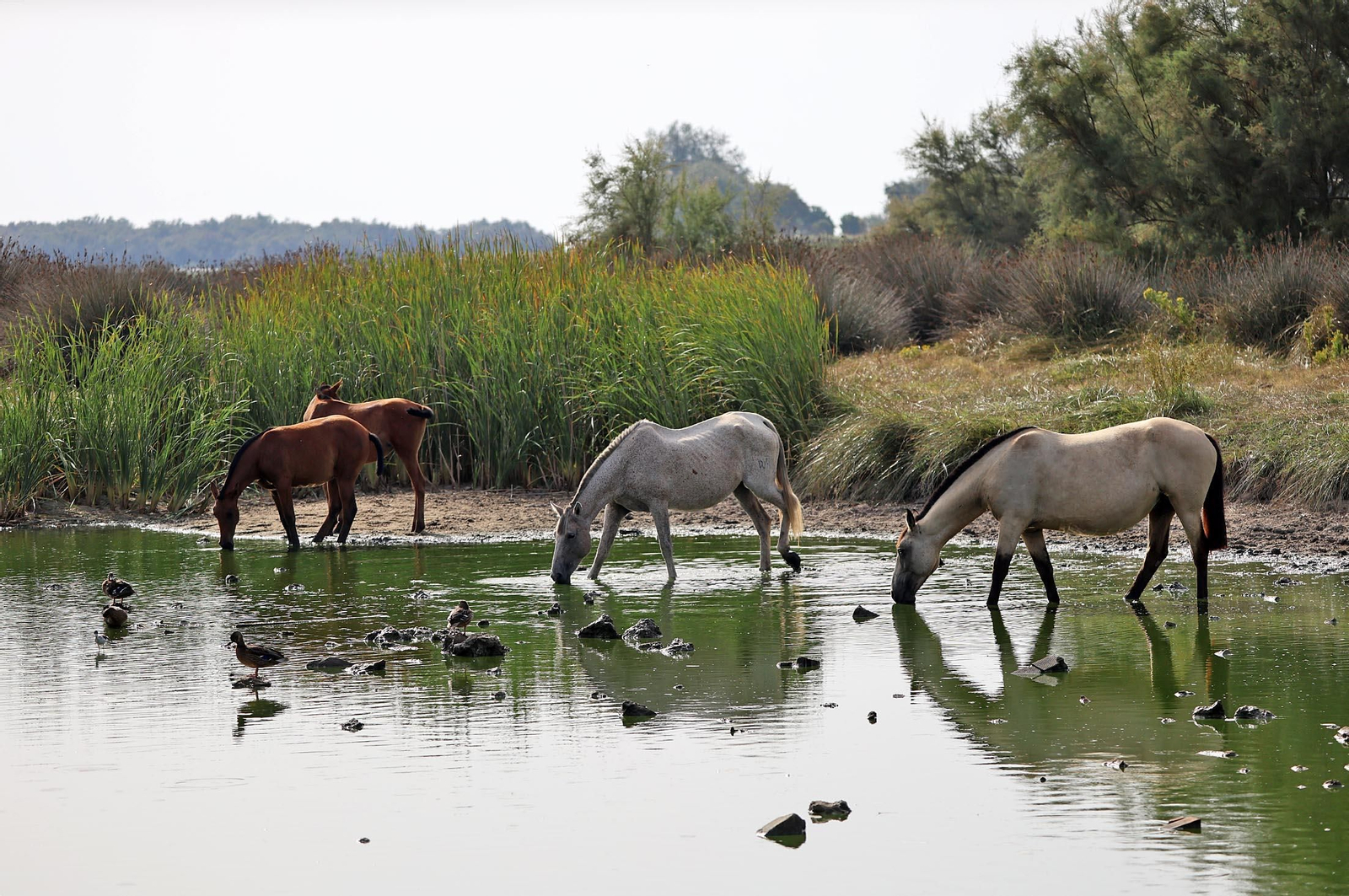Imágenes del ambiente en el Rocío Chico en la mañana del sábado