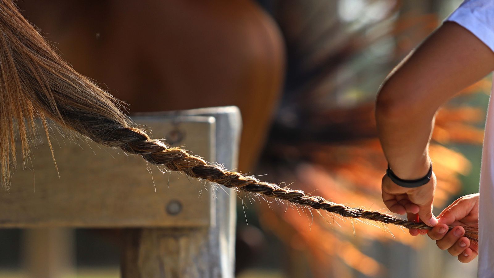 Un petisero  del equipo Mansion - La Liga Sports atrenza la cola de una yegua en el Santa María Polo Club