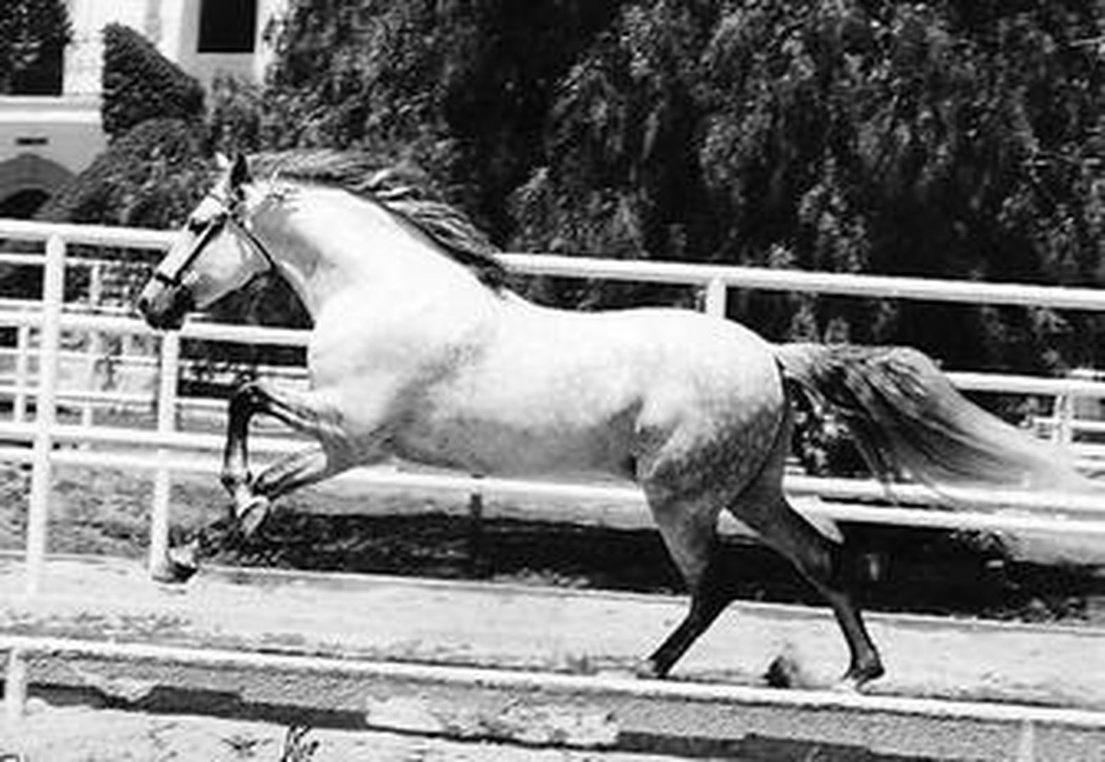 Una impresionante imagen de 'Fuego XII' en una de las competiciones en las que ha participado.