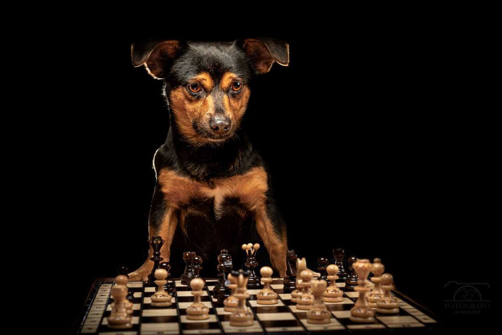 Álbum de las mascotas fotografiadas por 'El fotógrafo de mascotas'