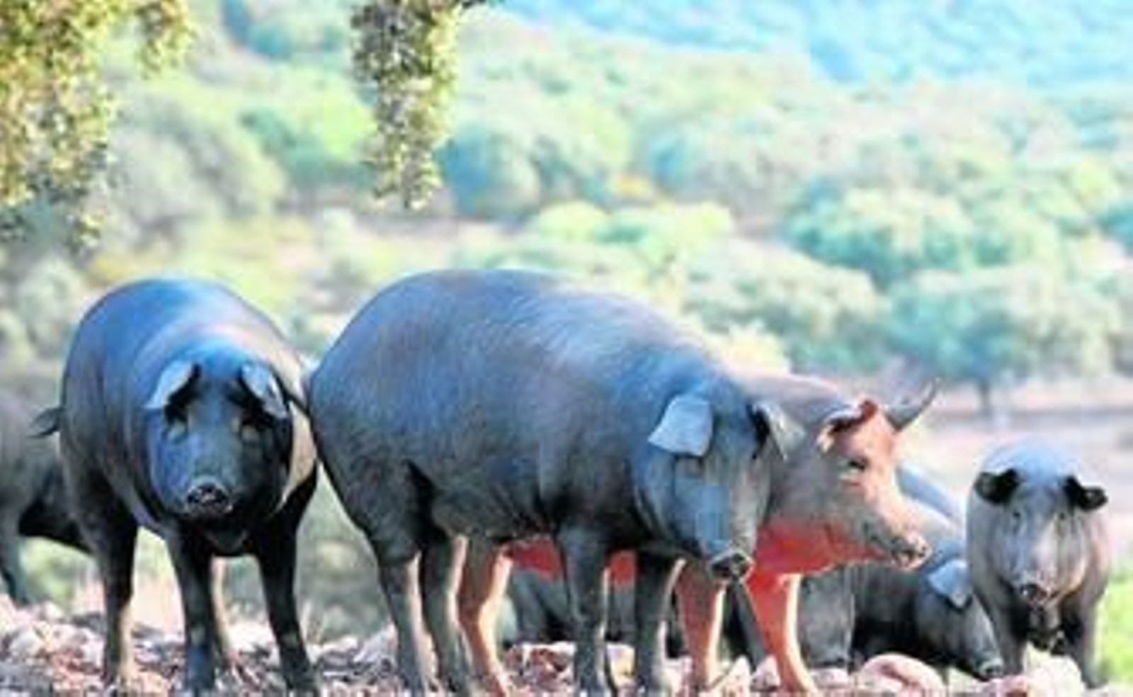El virus circula en aguas residuales y en granjas de cerdos con un peligro de infección bajo.