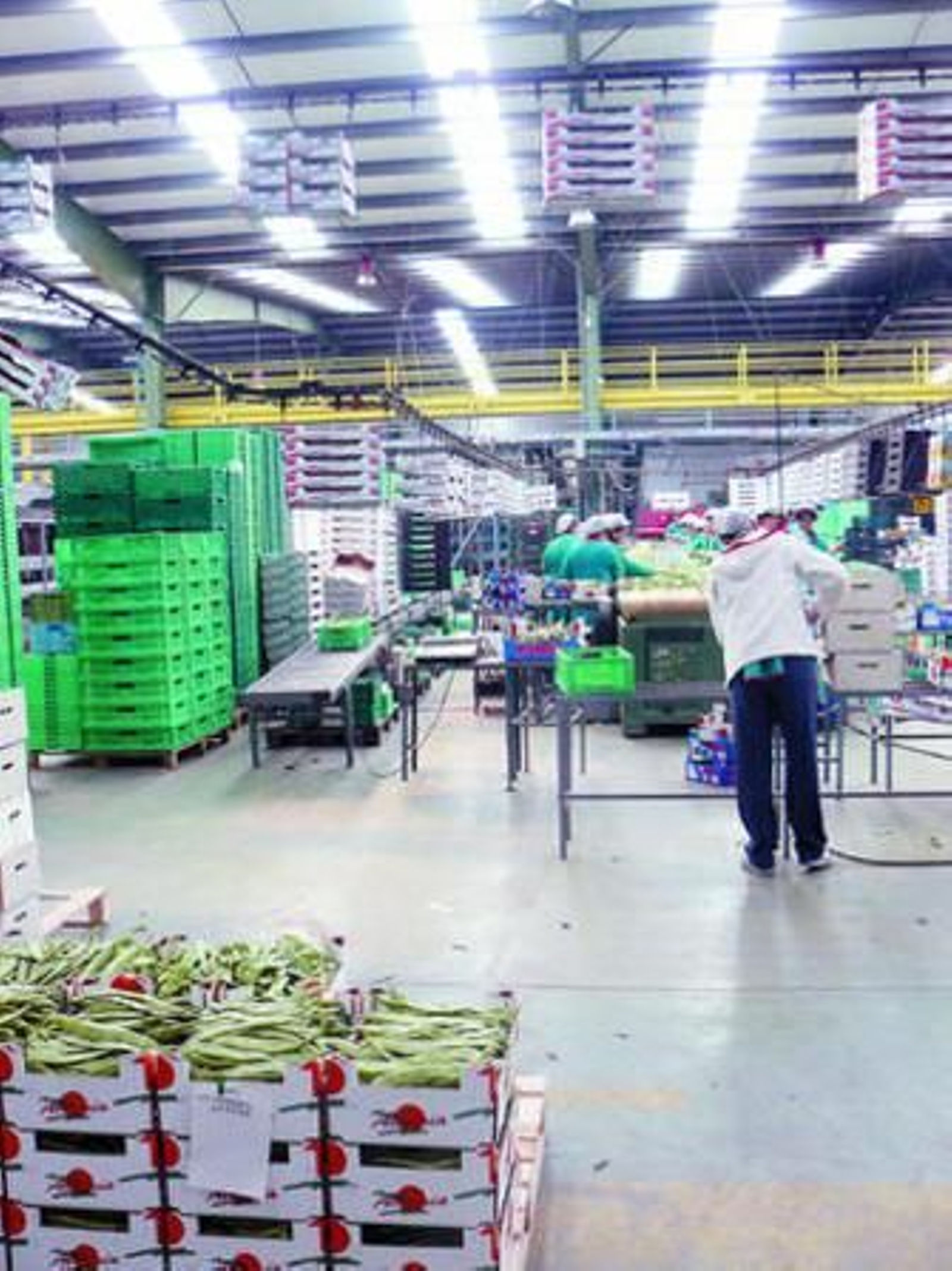 Instalaciones de Agroiris en El Ejido.