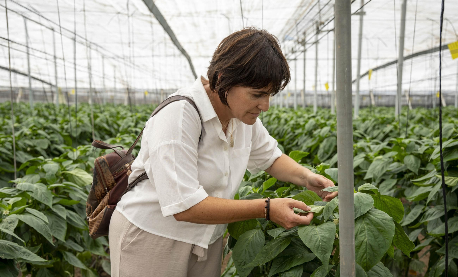 Las imágenes de la suelta de bichos depredadores para la lucha biológica en invernadero por Agrobio