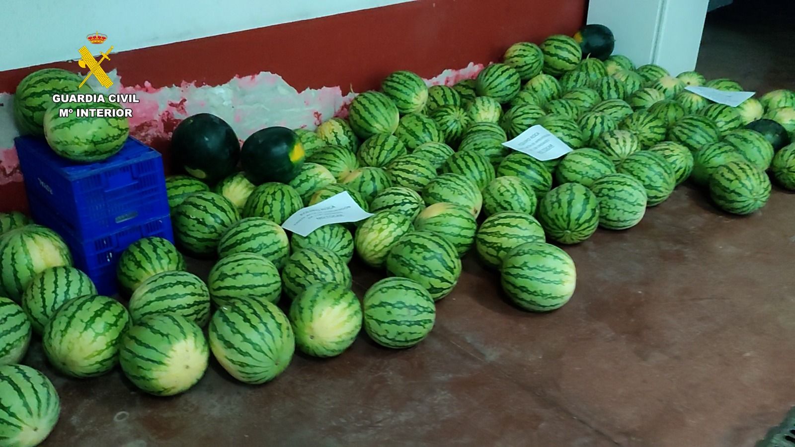 Algunas de las sandías intervenidas.