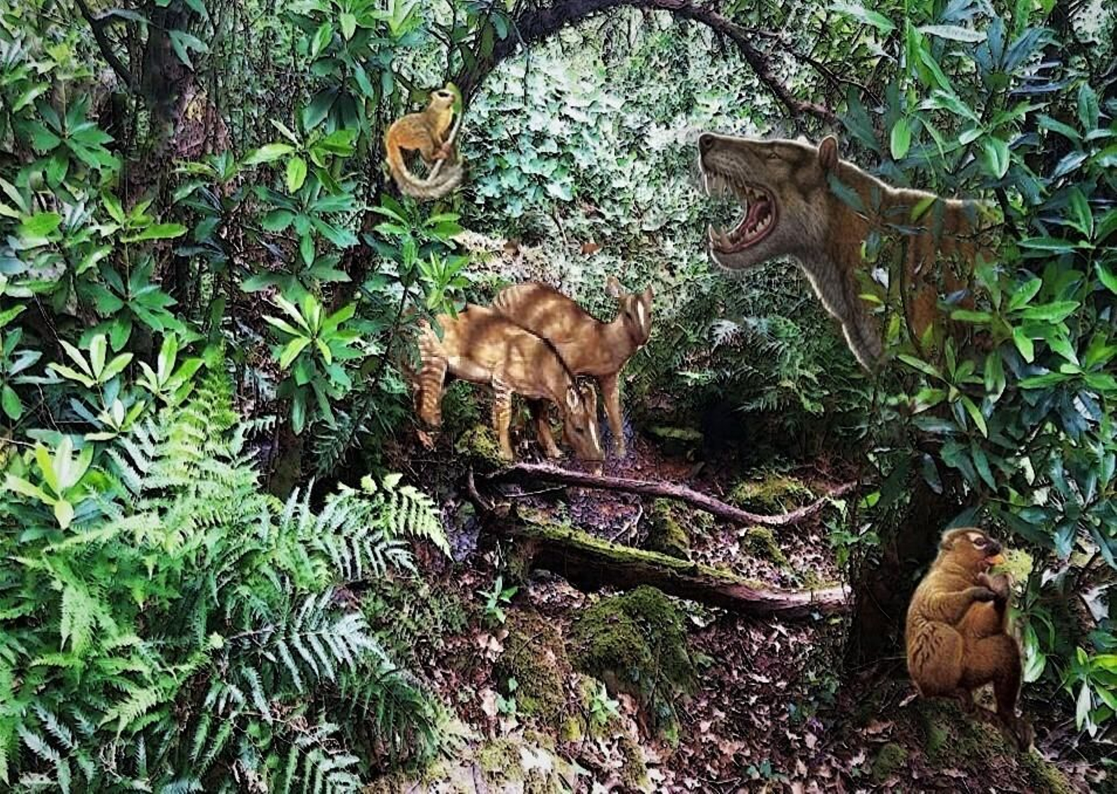 Fotos de la flora y fauna del Parque Natural de Los Alcornocales