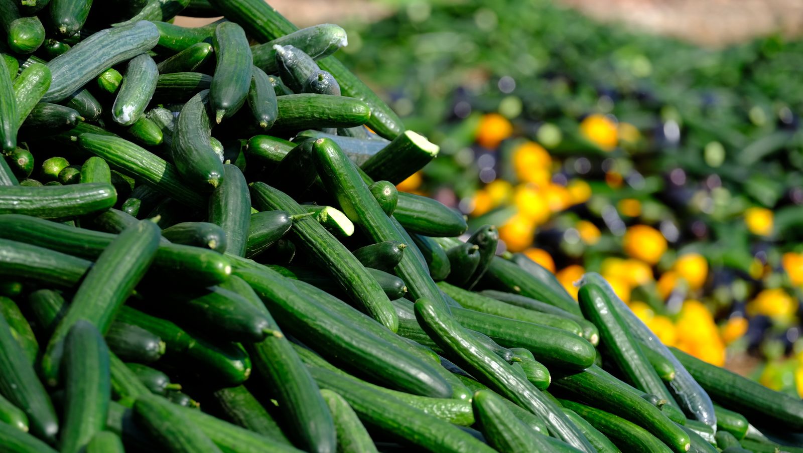 Fotogalería destrucción de pepinos en Almería