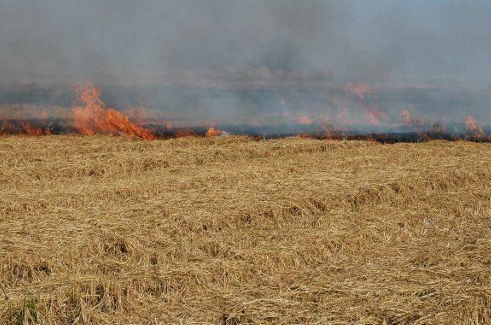 Quema de rastrojos en una explotación agraria.