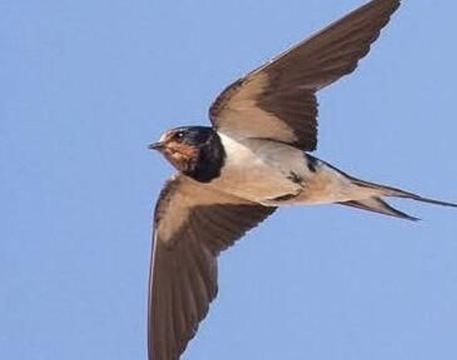 Una golondrina en pleno vuelo.