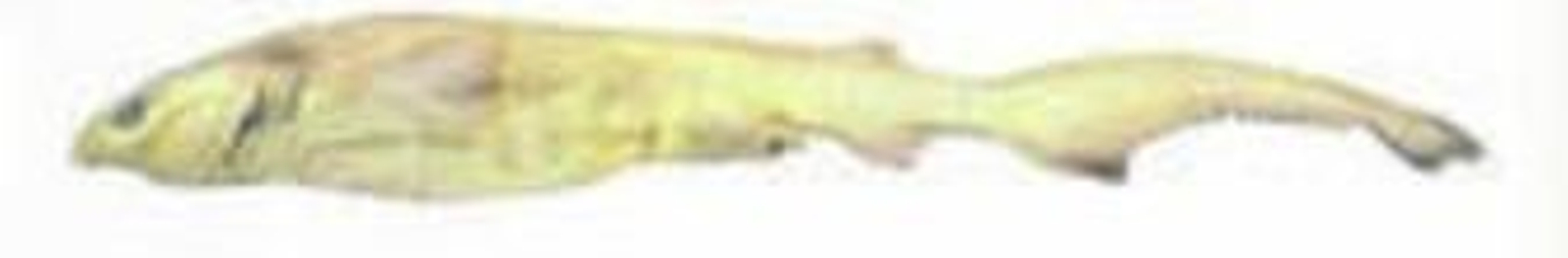 Cañabota: 'Hexanchus griseus'