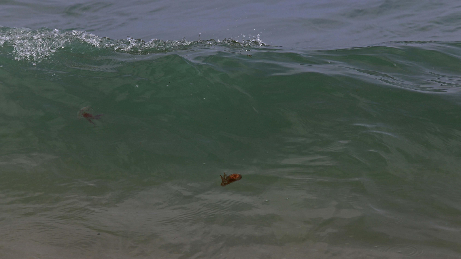 Fotos de la invasión de medusas en las playas del Campo de Gibraltar