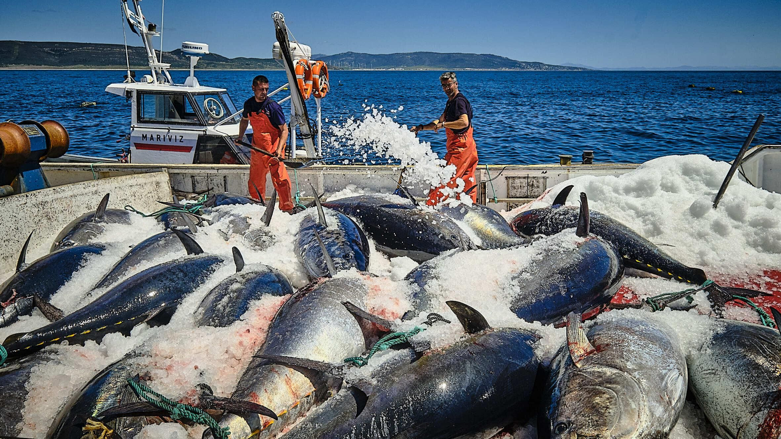 Almadraba de Barbate. Imágenes de la primera 'levantá' de atunes.