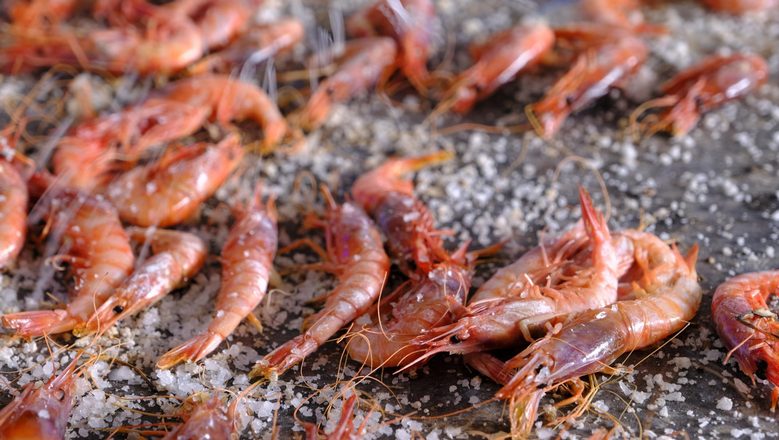 Imágenes de la Feria de la Gamba Roja de Garrucha