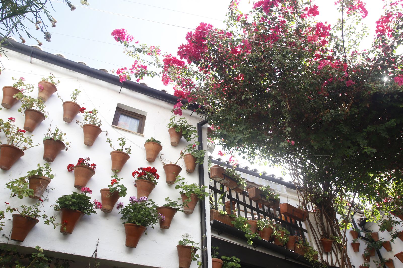Las fotografías de los Patios de Córdoba en otoño
