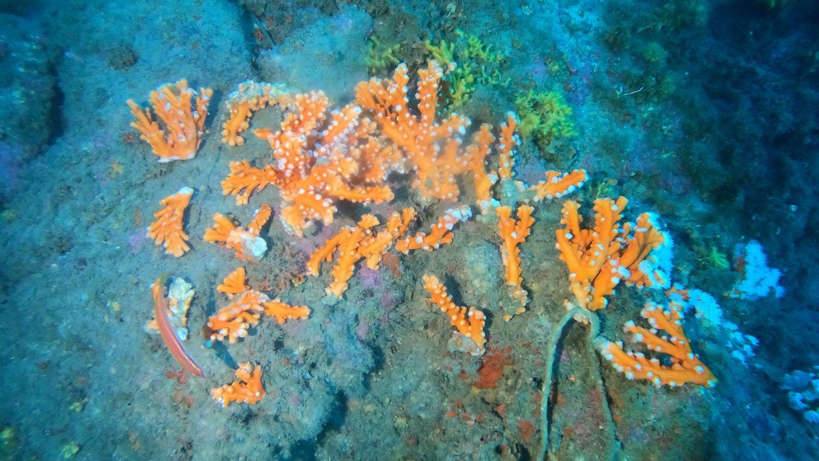Coral seccionado en la Punta de la Mona