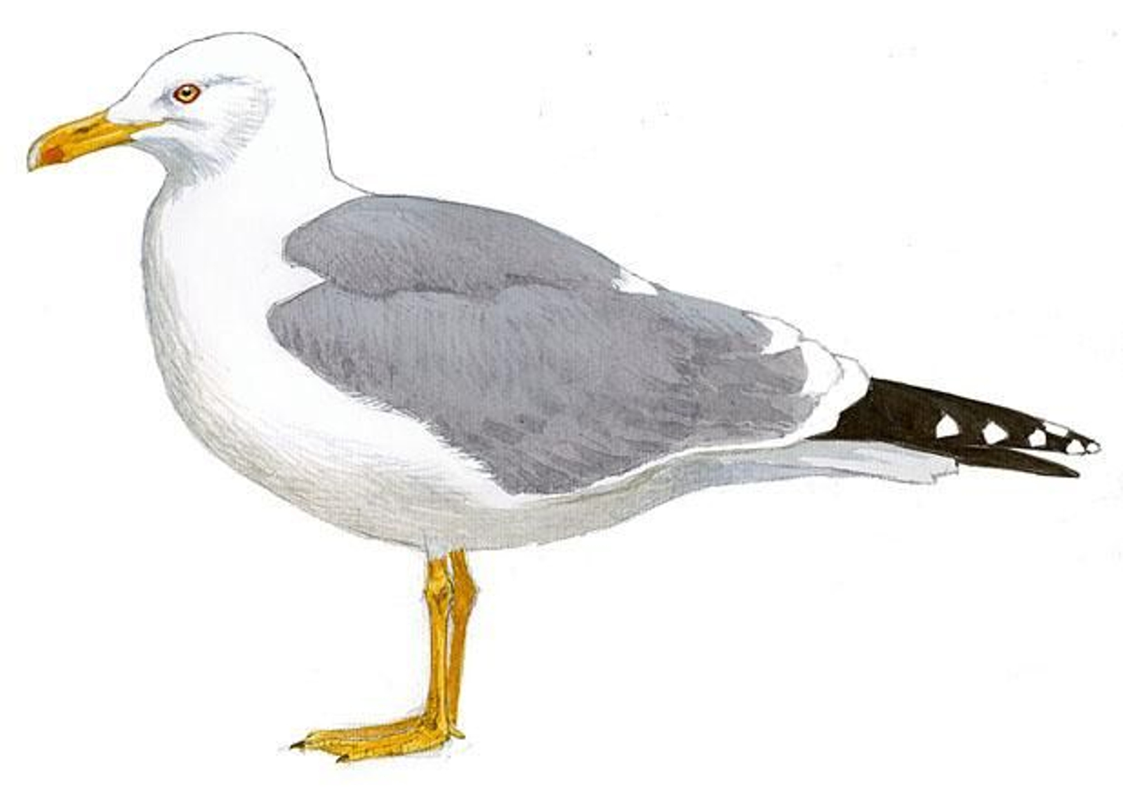 Dibujo de una gaviota