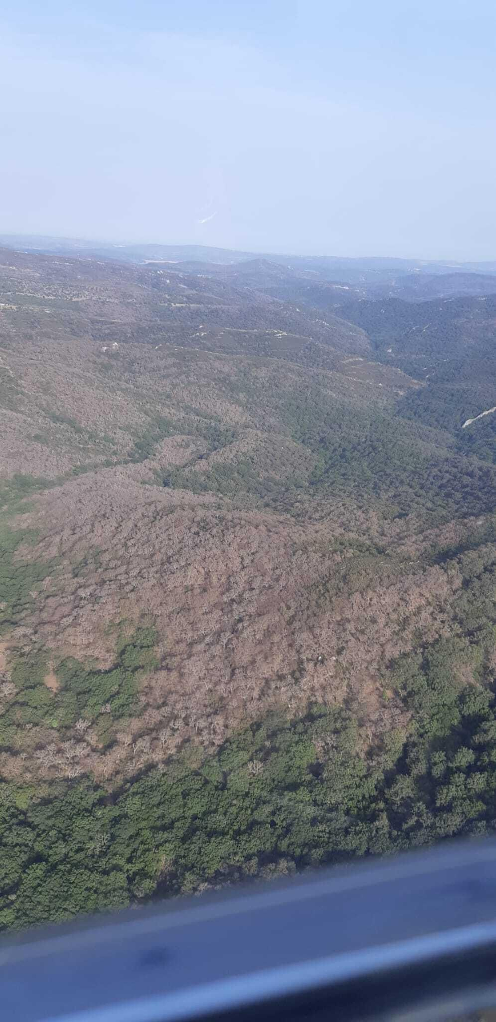 Un paraje de Los Alcornocales desfoliado por la lagarta peluda.