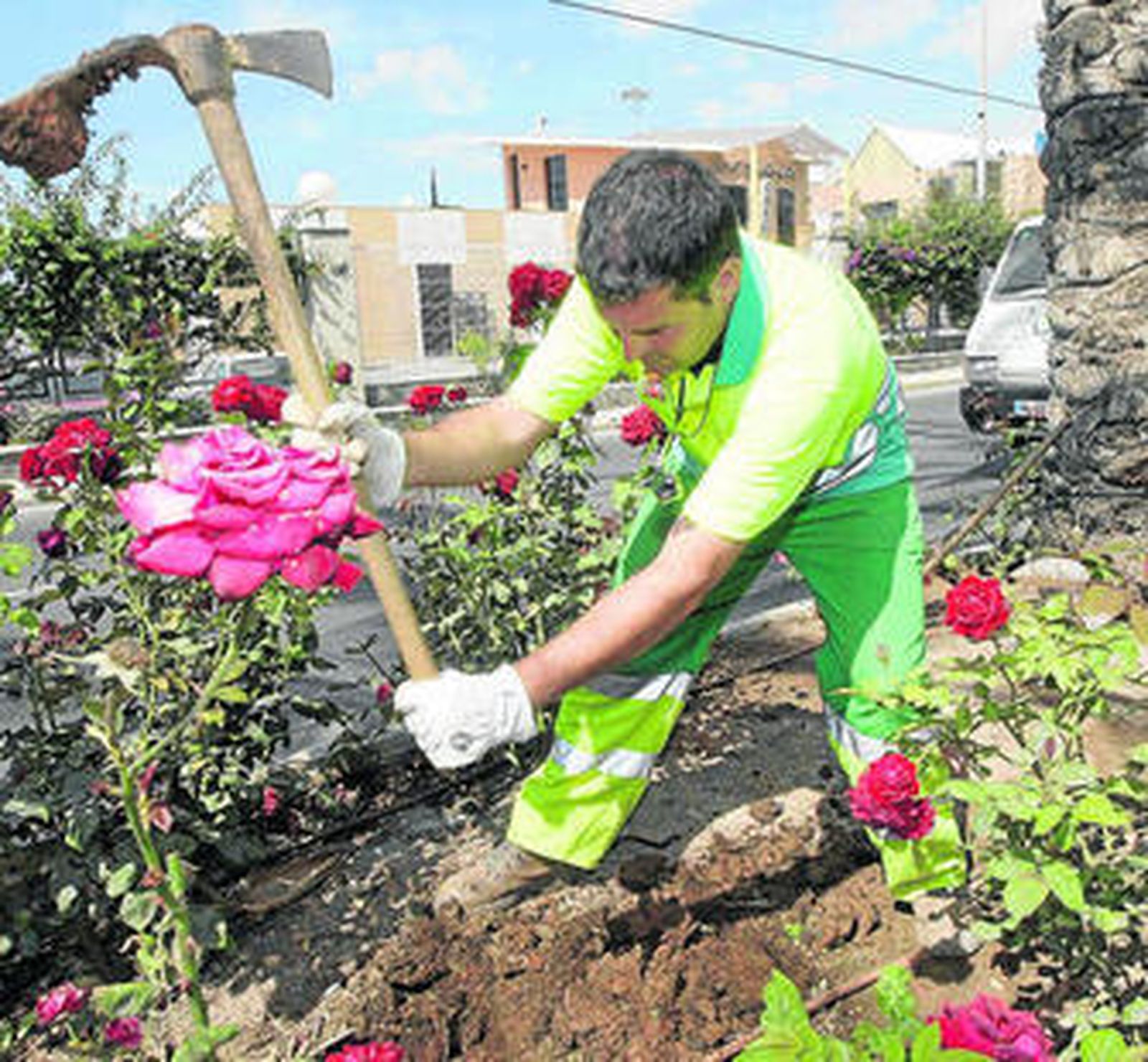 Uno de los jardineros que ha realizado la plantación de los rosales de copa.