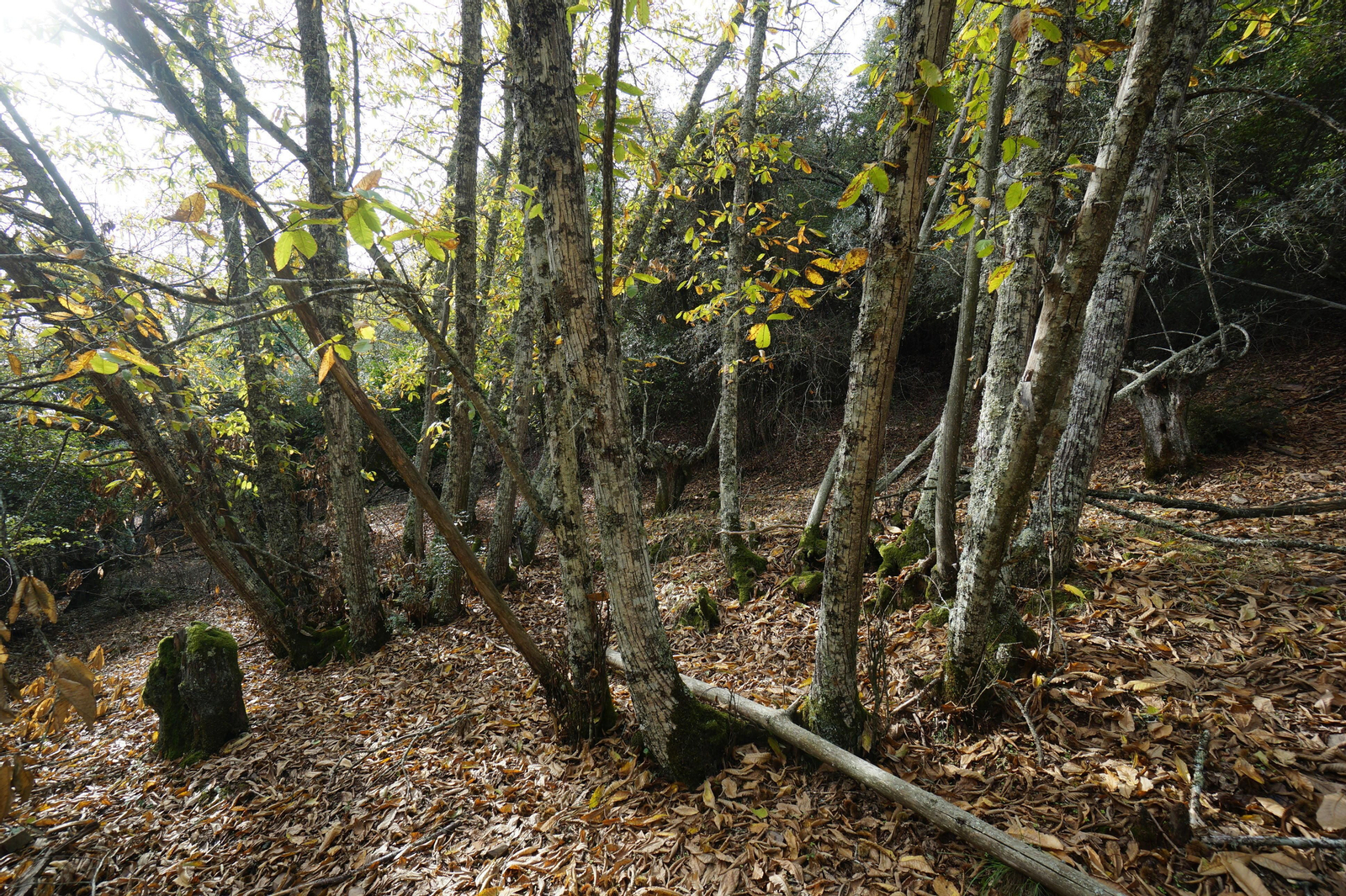 Un paseo en fotografías por el castañar de Valdejetas en la Sierra de Córdoba