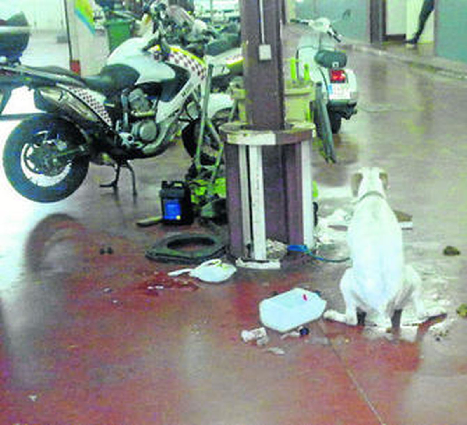 Uno de los perros, ayer por la mañana en la Jefatura.